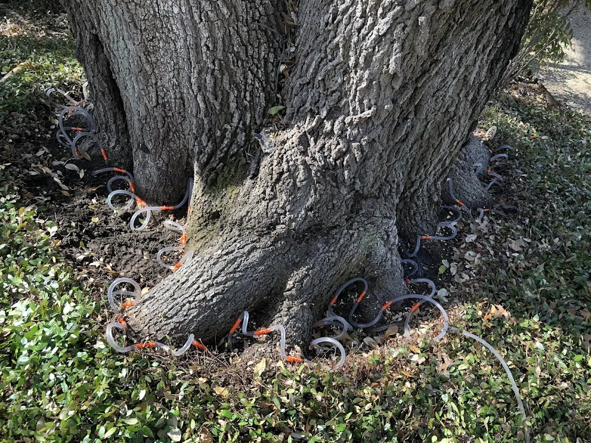Detailed Tree Cabling and Bracing job site in Dunlevy